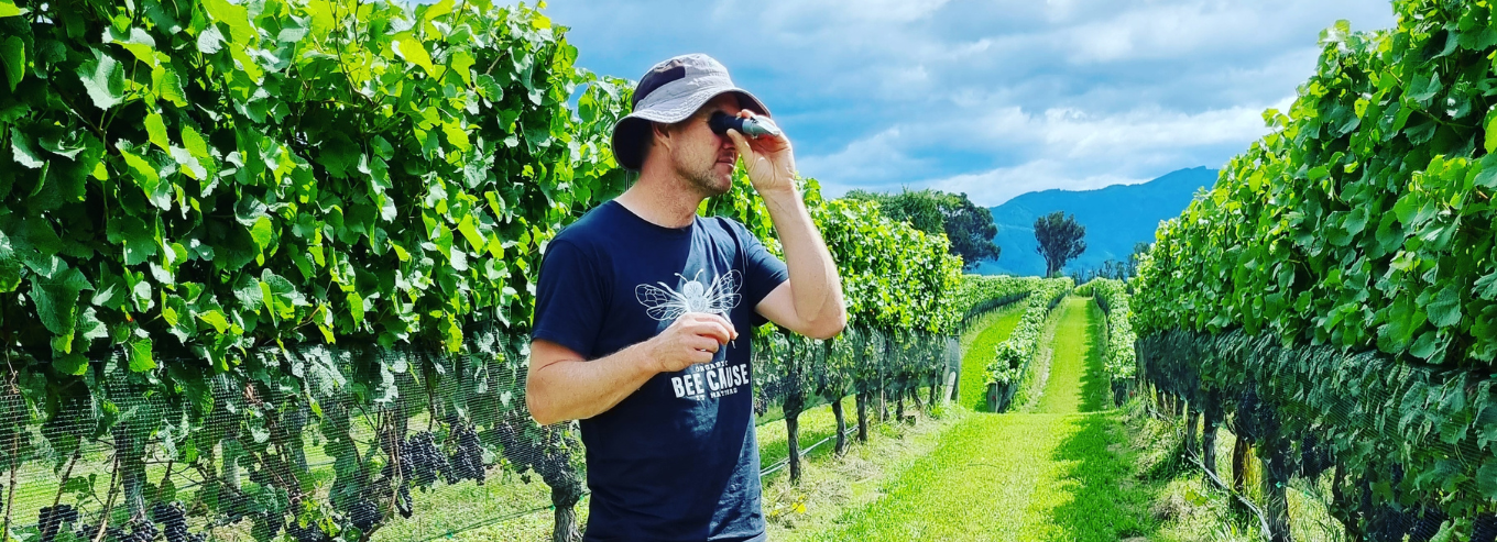 A man inpsecting grapes at the TWR Te Whare Ra vineyard